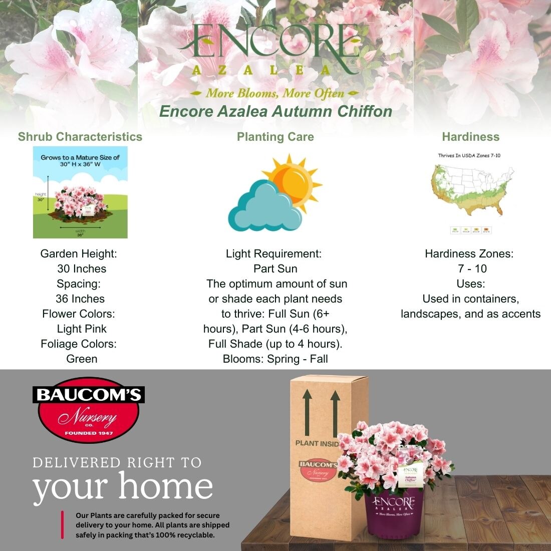 ENCORE AZALEA 2 Gal. Autumn Chiffon Azalea Shrub with Bi-Color